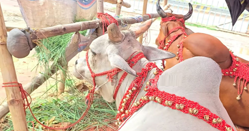 গরুর নাম লায়লা-মামুন, দাম ১৪ লাখ