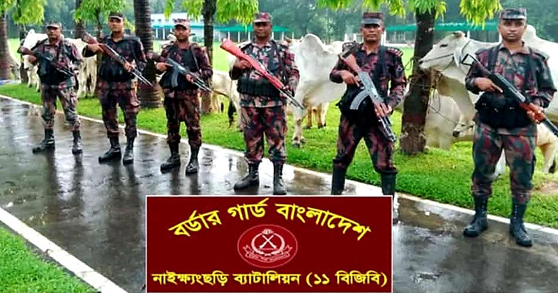 মিয়ানমার থেকে চোরাইপথে আনা ৩৭টি গরু জব্দ