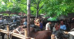 রাজবাড়ীতে জমজমাট কোরবানির পশুর হাট