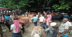 কাশিয়ানীতে অবৈধ পশুরহাট বন্ধ করলো প্রশাসন