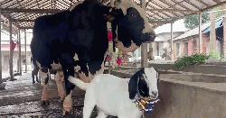 ‘সান্ডা’ কিনলে ‘পান্ডা’ ফ্রি!