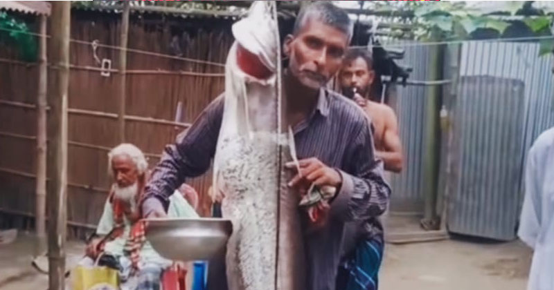 ২৭ কেজি ওজনের বোয়াল
