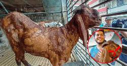 ছাগলকাণ্ডের সেই ছাগলটি এখনও আছে, আরো যা জানা গেল