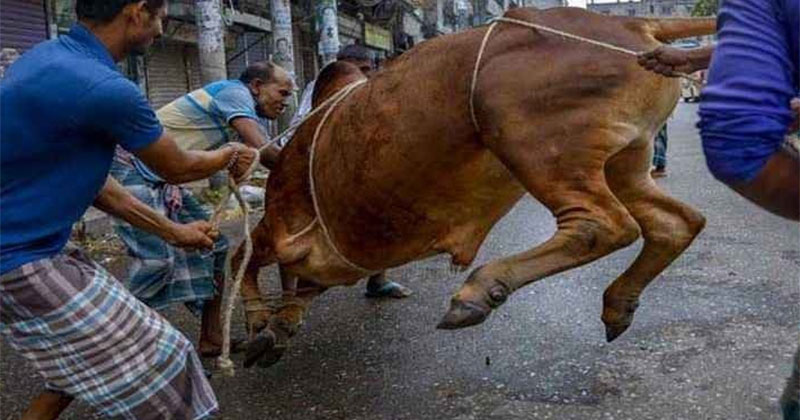 ফাইল ছবি