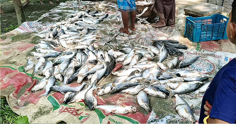 বিষ প্রয়োগ করে মেরে ফেলা মাছ