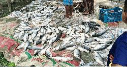 ঈদের দিনে মাছের সাথে শত্রুতা