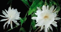 অধ্যাপকের বাগানে রাতের অতিথি ‘নাইট কুইন’