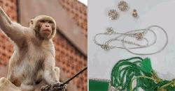 ২০ লাখ টাকার গয়নাসহ ব্যাগ ছিনিয়ে উধাও বানর