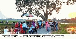 রাজারহাটে ভাইরাল বটগাছ
