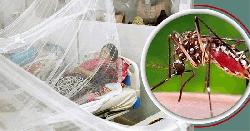 বাড়ছে ডেঙ্গুর প্রকোপ, একদিনে ৫ জনের মৃত্যু