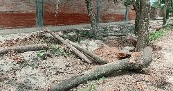 ভালুকায় রাতের আঁধারে সরকারী রাস্তার পাশের ৫০টি গাছ কেটে নেয়ার অভিযোগ