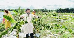 সবজি ক্ষেতের সাথে শত্রুতা!