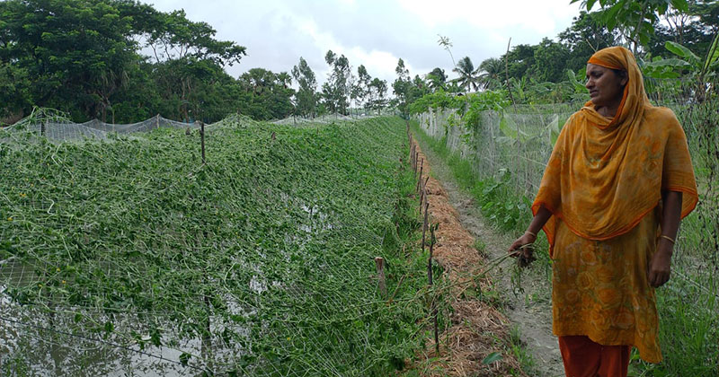 শত্রুতার জেরে এক কৃষাণীর ১ একর জমির সবজি গাছ উপড়ে ফেলার অভিযোগ উঠেছে