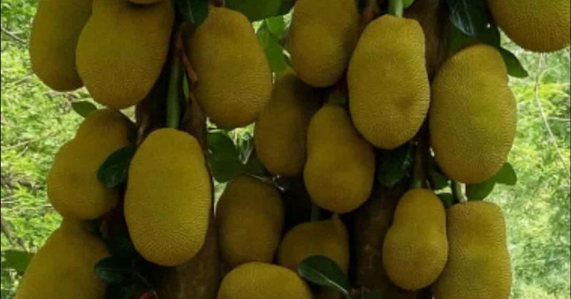 কাঁঠালের বাম্পার ফলন দেখে খুশি স্থানীয়রা।