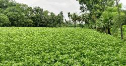পাট চাষে কৃষকদের সোনালী স্বপ্ন, বাম্পার ফলনের সম্ভাবনা