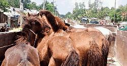 গরুর মাংস বলে ঘোড়ার মাংস বিক্রি, কসাই আটক