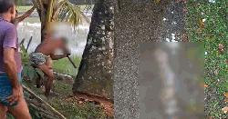 তালগাছ কেটে শতাধিক বাবুই পাখি হত্যায় দুই মামলা