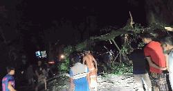 যশোর-বেনাপোল মহাসড়কে ভেঙ্গে পড়লো শতবর্ষী গাছ