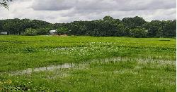 কাগজে খাল আছে, বাস্তবে নেই 