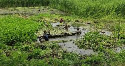 রাজবাড়ীতে পাটের ভালো ফলন, দাম নিয়ে দুশ্চিন্তায় কৃষক