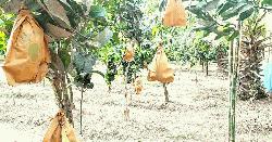 হিলিতে গ্যাপ পদ্ধতিতে আম চাষ করে রপ্তানি 