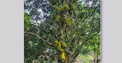 কাঁঠাল ঘিরে উৎসবের আমেজ গ্রামবাংলায়