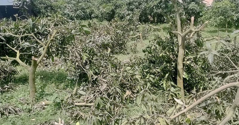 সাপাহারে জোরপূর্বক ফলন্ত আমগাছ কেটে ফেলার অভিযোগ উঠেছে।
