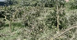 কেটে ফেলা হলো শতাধিক আমগাছ