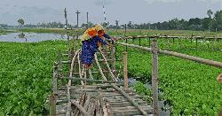 রৌমারীতে টিআর প্রকল্পে অনিয়ম, গ্রামবাসীর বাঁশ দিয়ে সাঁকো সংস্কার