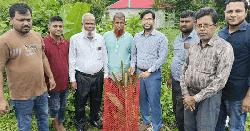 নবীনগরে বজ্রপাত প্রতিরোধে তালের চারা রোপণ