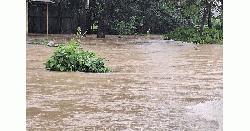 ২১ জেলায় পানিতে ডুবেছে ৭২ হাজার হেক্টর জমির ফসল
