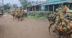  সারা দেশে ছড়িয়ে পড়ছে টাঙ্গাইলের রসালো পাকা আনারস 