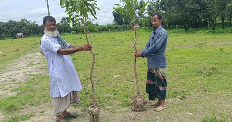 রবিবার রাতে খোরশেদ আলমের ভাড়া করা লোকজন আমগাছগুলো উপড়ে ফেলেছেন