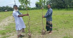 পোরশায় চার শতাধিক আমগাছ উপড়ে ফেলেছে দুর্বৃত্তরা