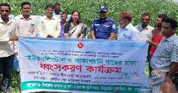 ঠাকুরগাঁওয়ে পরিবেশ সুরক্ষায় ইউক্যালিপটাস ও আকাশমনি চারা ধ্বংস অভিযান শুরু