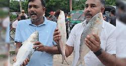 পদ্মার এক ইলিশের দাম ৮ হাজার, পাঙাশ ১৮ হাজার