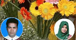 চা পাতার নির্যাসে জারবেরা ফুলের জীবনকাল বাড়বে দ্বিগুণ