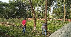 নোবিপ্রবিতে উন্নয়নের নামে গাছ কাটার হিড়িক, শিক্ষার্থীদের প্রতিবাদ