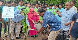 জুলাই শহীদদের স্মরণে নওগাঁর নিয়ামতপুরে বৃক্ষরোপন