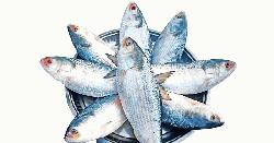 ইলিশের নানা উপকারিতা