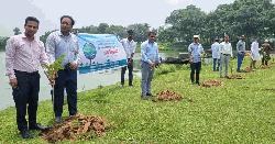 ফুলবাড়ীতে শহীদদের স্মরণে ৫৬ হাজার চারা রোপণ