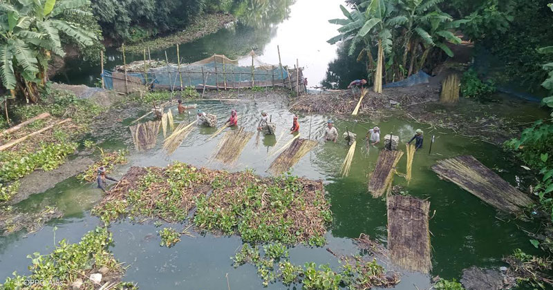 ব্যস্ত সময় পার করছেন পাটচাষিরা