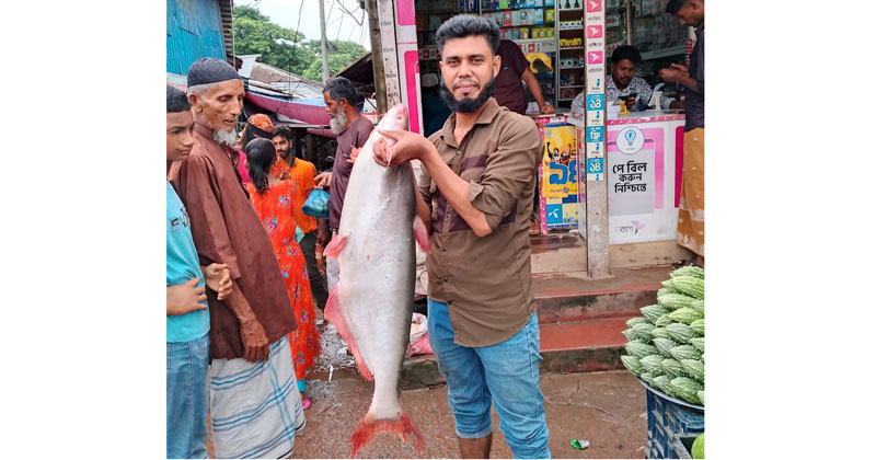 মো. শাহ আলম মিয়ার ফেলা বড়শিতে মাছটি ধরা পড়ে।