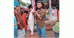 ১১ কেজির পাঙ্গাশ মাছ, ৯ হাজার টাকায় বিক্রি