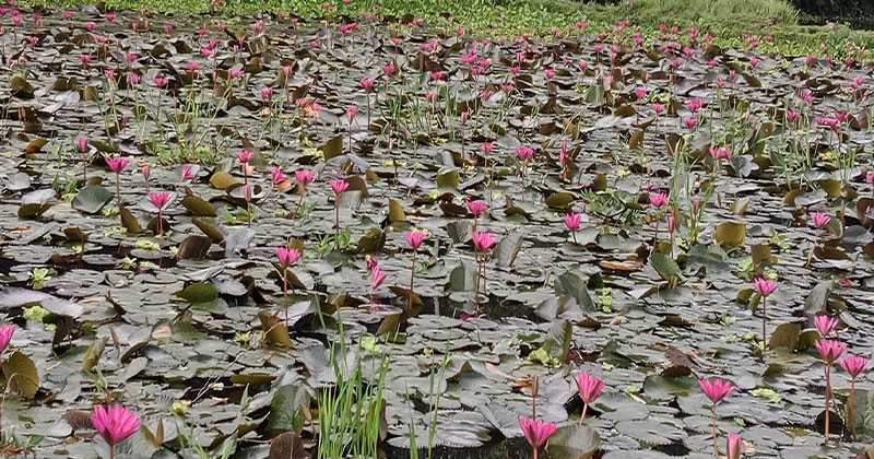 শাপলা ফুল তুলতে গিয়ে দুই শিক্ষার্থীর মৃত্যু