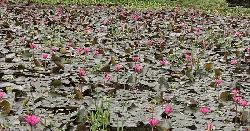 কুড়িগ্রামে শাপলা ফুল তুলতে গিয়ে দুই শিক্ষার্থীর মৃত্যু