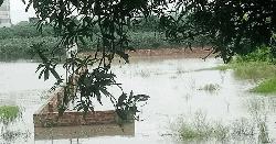 পানি নিষ্কাশন পথ বন্ধ, আম বাগানের ব্যাপক ক্ষতির সম্ভাবনা সাপাহারে