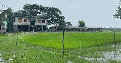 মাদ্রাসা মাঠ দখল করে ইউপি সদস্যর বীজতলা