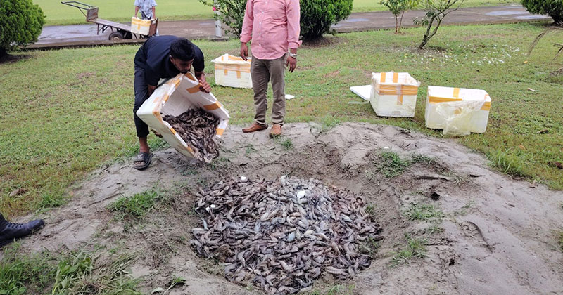চাঁদপুরে ৪৫ মণ জেলিযুক্ত চিংড়ি জব্দ