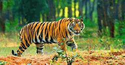 আজ বিশ্ব বাঘ দিবস: অস্তিত্বসংকটে রয়েল বেঙ্গল টাইগার